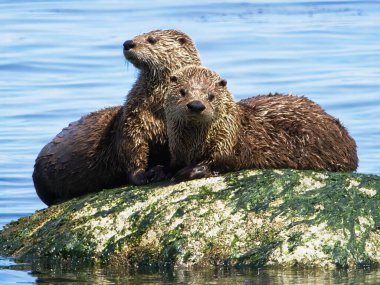 Couple minks on the rock near the shoreline of Vancouver Island, BC clipart
