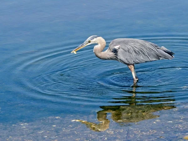 Great Blue Heron Fishing Shore Esquimalt Lagoon Victoria — Stock Photo, Image