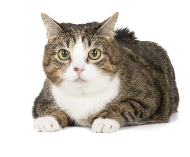 şişman kedi beyaz bir arka planda Studio