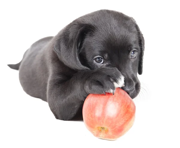 Labrador Welpe mit einem Apfel — Stockfoto