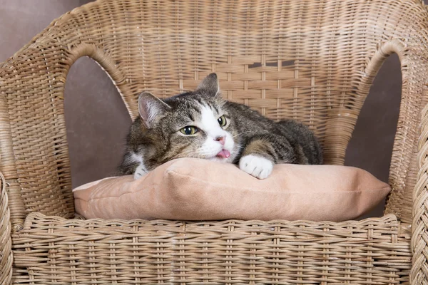 Fat cat on a brown background in studio — Stock Photo, Image