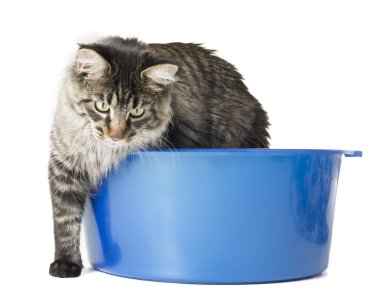Maine Coon in a blue wash on white studio background clipart