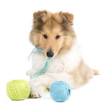 Studio beyaz arka plan üzerinde köpek yavrusu kömür ocağı