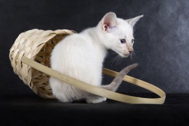 bir sepet Studio gri bir arka plan üzerinde de kedi