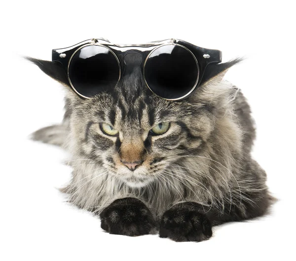 Gato en las gafas sobre fondo blanco — Foto de Stock