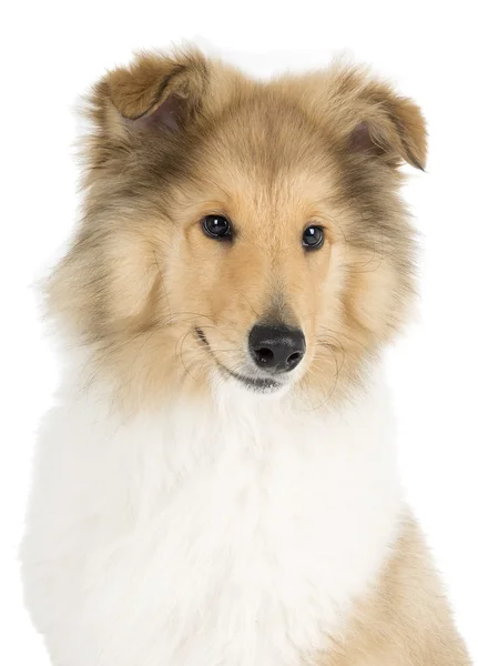 Cachorro collie sobre fondo blanco en estudio — Foto de Stock