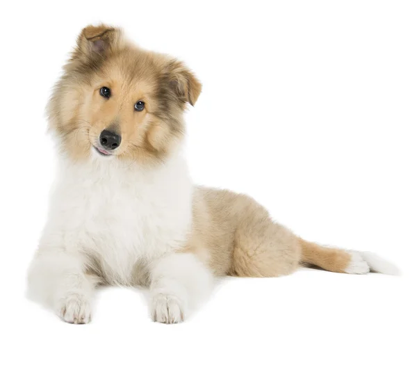 Puppy collie on white background in studio — Stock Photo, Image