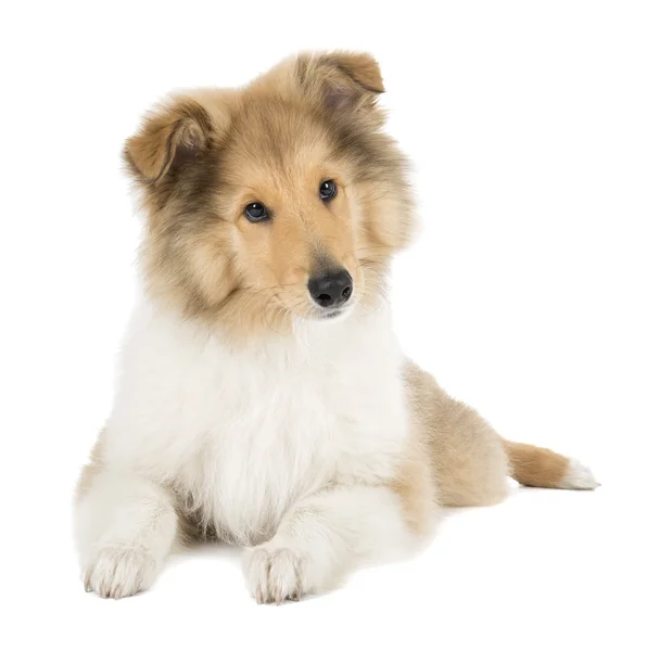 Puppy collie op witte achtergrond in de studio — Stockfoto