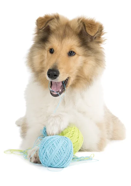 Puppy collie on white background in studio — Stock Photo, Image