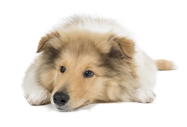 Puppy collie on white background in studio — Stock Photo, Image