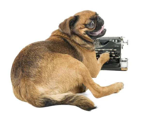 köpek daktilo Studio beyaz bir arka plan üzerinde