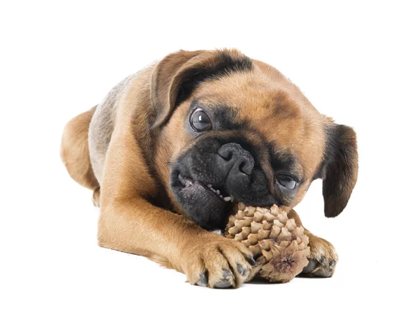 Perro con cono de abeto —  Fotos de Stock