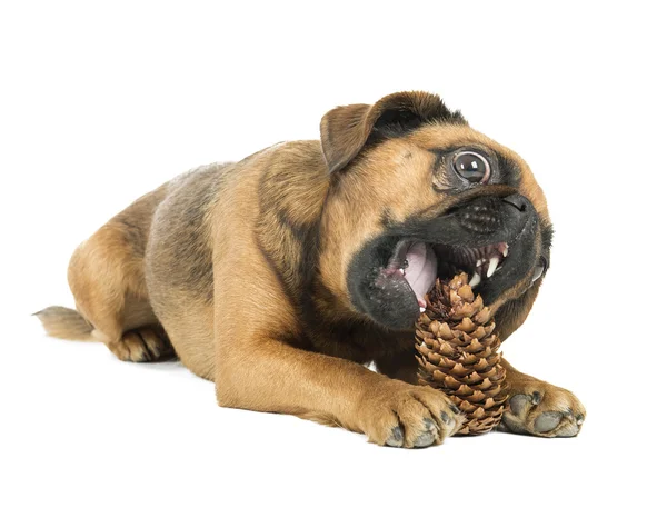 Cane con cono di abete — Foto Stock