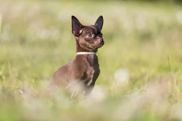 Chihuahua på gräset i parken — Stockfoto