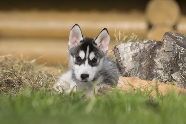 Siberian dış yapraklar parkta çim