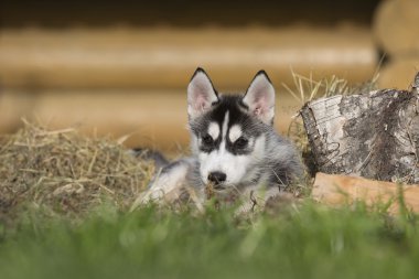 Siberian dış yapraklar parkta çim