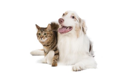 Kuril Bobtail ve Avustralyalı çoban