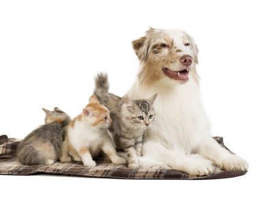 Kuril Bobtail ve Avustralyalı çoban