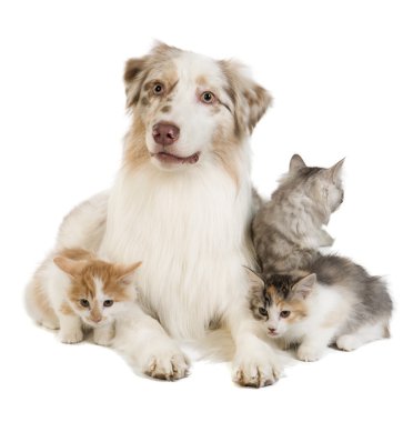 Kuril Bobtail ve Avustralyalı çoban