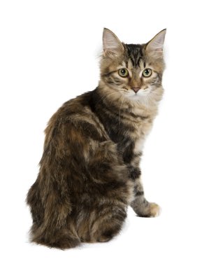 Beyaz bir arka planda Studio Kuril Bobtail