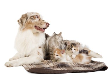 Kuril Bobtail ve Avustralyalı çoban