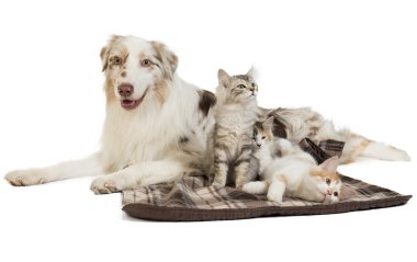 Kuril Bobtail ve Avustralyalı çoban