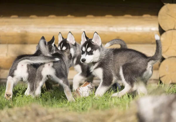 Siberian Husky κουτάβια στη φύση — Φωτογραφία Αρχείου