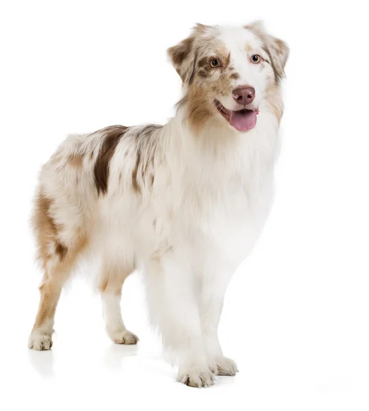 Australian shepherd on a white background in studio — Stock Photo, Image