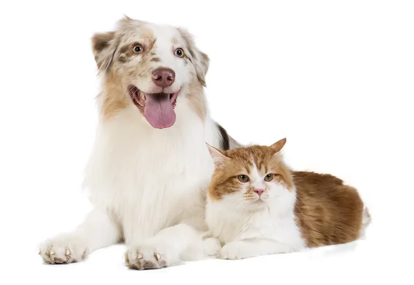 Kuril Bobtail and Australian Shepherd — Stock Photo, Image