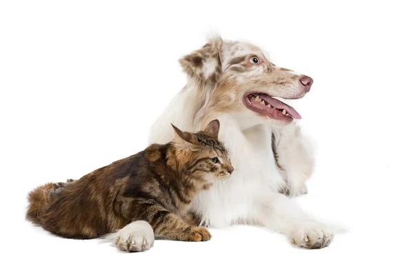 Kuril Bobtail and Australian Shepherd — Stock Photo, Image