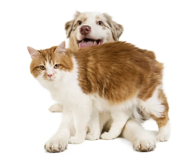 Kuril Bobtail and Australian Shepherd — Stock Photo, Image