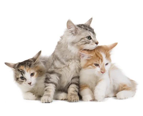 Beyaz bir arka planda Studio Kuril Bobtail