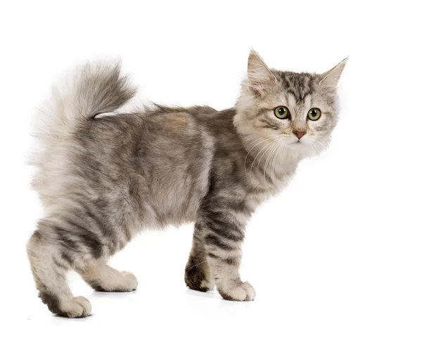 Beyaz bir arka planda Studio Kuril Bobtail