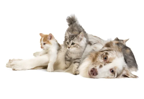 Kuril Bobtail and Australian Shepherd — Stock Photo, Image