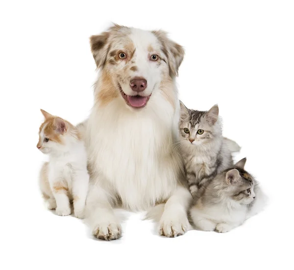 Kuril Bobtail and Australian Shepherd — Stock Photo, Image