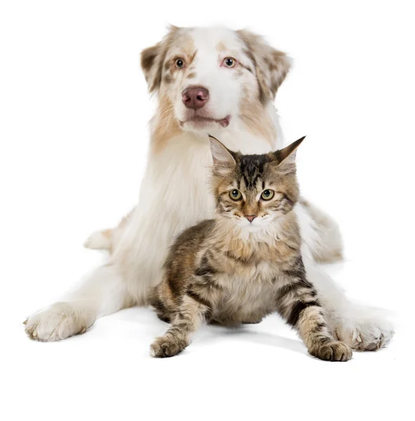 Kuril Bobtail and Australian Shepherd — Stock Photo, Image