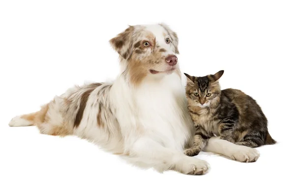 Kuril Bobtail and Australian Shepherd — Stock Photo, Image