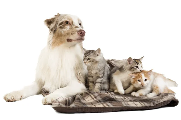 Kuril Bobtail and Australian Shepherd — Stock Photo, Image