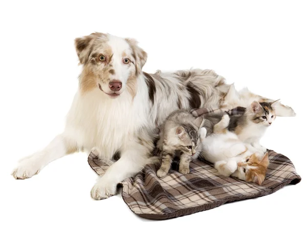 Kuril Bobtail and Australian Shepherd — Stock Photo, Image