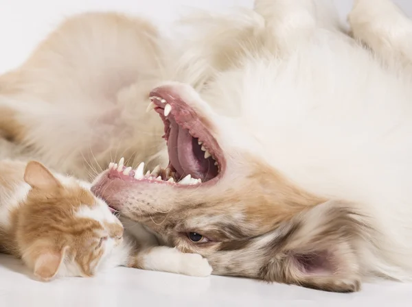 Kuril Bobtail and Australian Shepherd — Stock Photo, Image