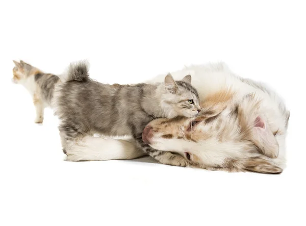 Kuril Bobtail and Australian Shepherd — Stock Photo, Image