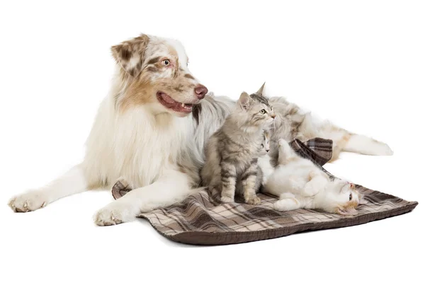 Kuril Bobtail and Australian Shepherd — Stock Photo, Image