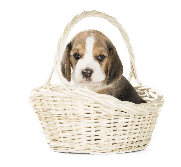 Perrito beagle en una cesta sobre un fondo blanco en el estudio —  Fotos de Stock