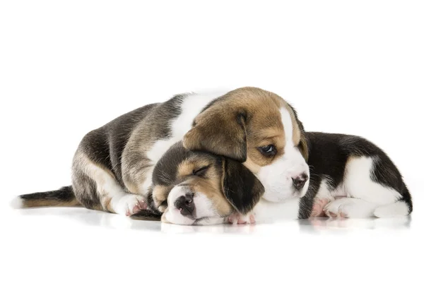 Dwa beagle szczeniak na białym tle — Zdjęcie stockowe