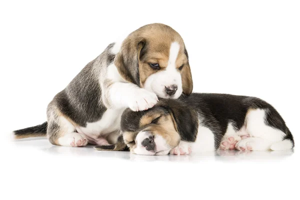 Two beagle puppy isolated on white background — Stock Photo, Image