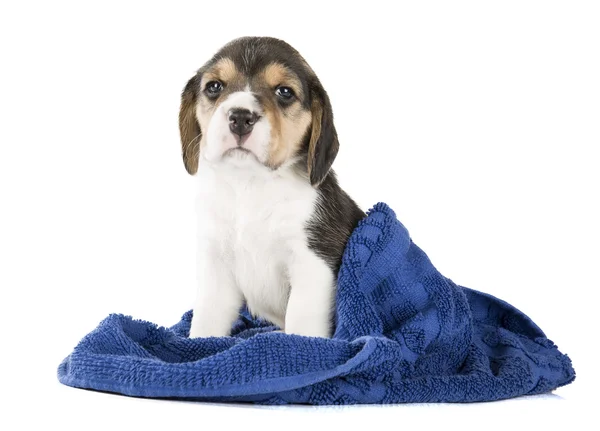 Beagle chiot sur un fond blanc en studio — Photo