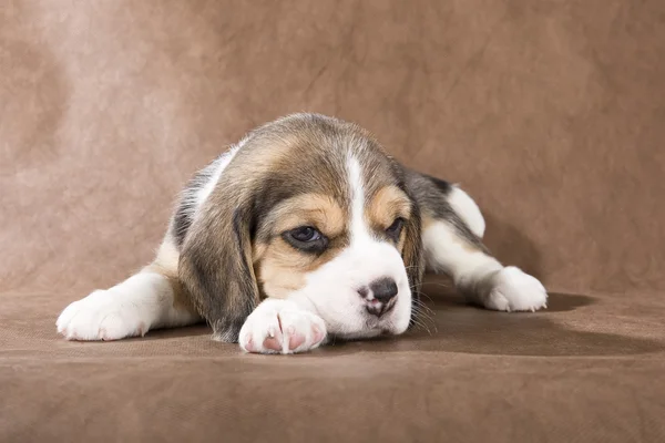 Beagle Welpe auf braunem Hintergrund — Stockfoto