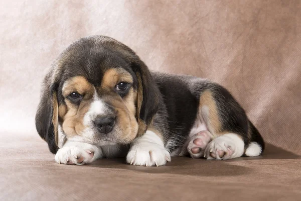 Beagle yavru kahverengi zemin üzerine — Stok fotoğraf