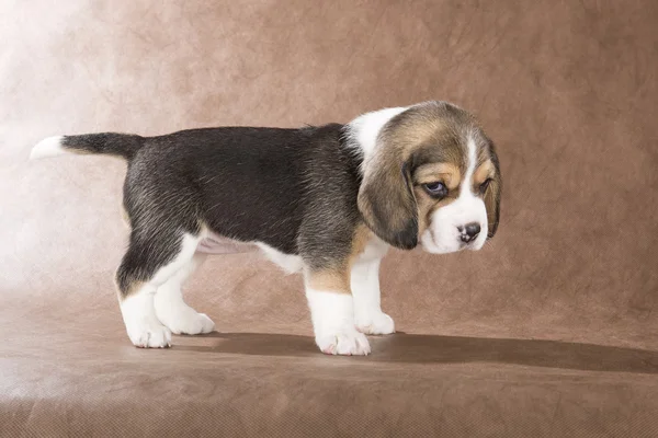 Perrito beagle sobre fondo marrón —  Fotos de Stock