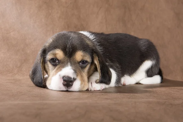 Szczeniak Beagle na brązowym tle — Zdjęcie stockowe